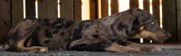 Catahoula Leopard Dog dogs for sale: Tracy II 2026 Male 2 - Ad 11