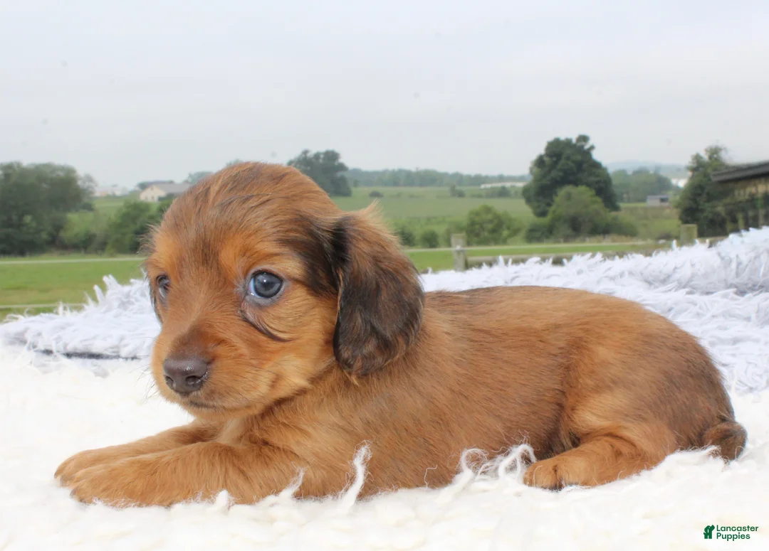 Miniature Dachshund dogs for sale: Miniature Dachshund 4 - Ad 5