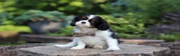 Cavalier King Charles Spaniel dogs for sale: Leo - Ad 5