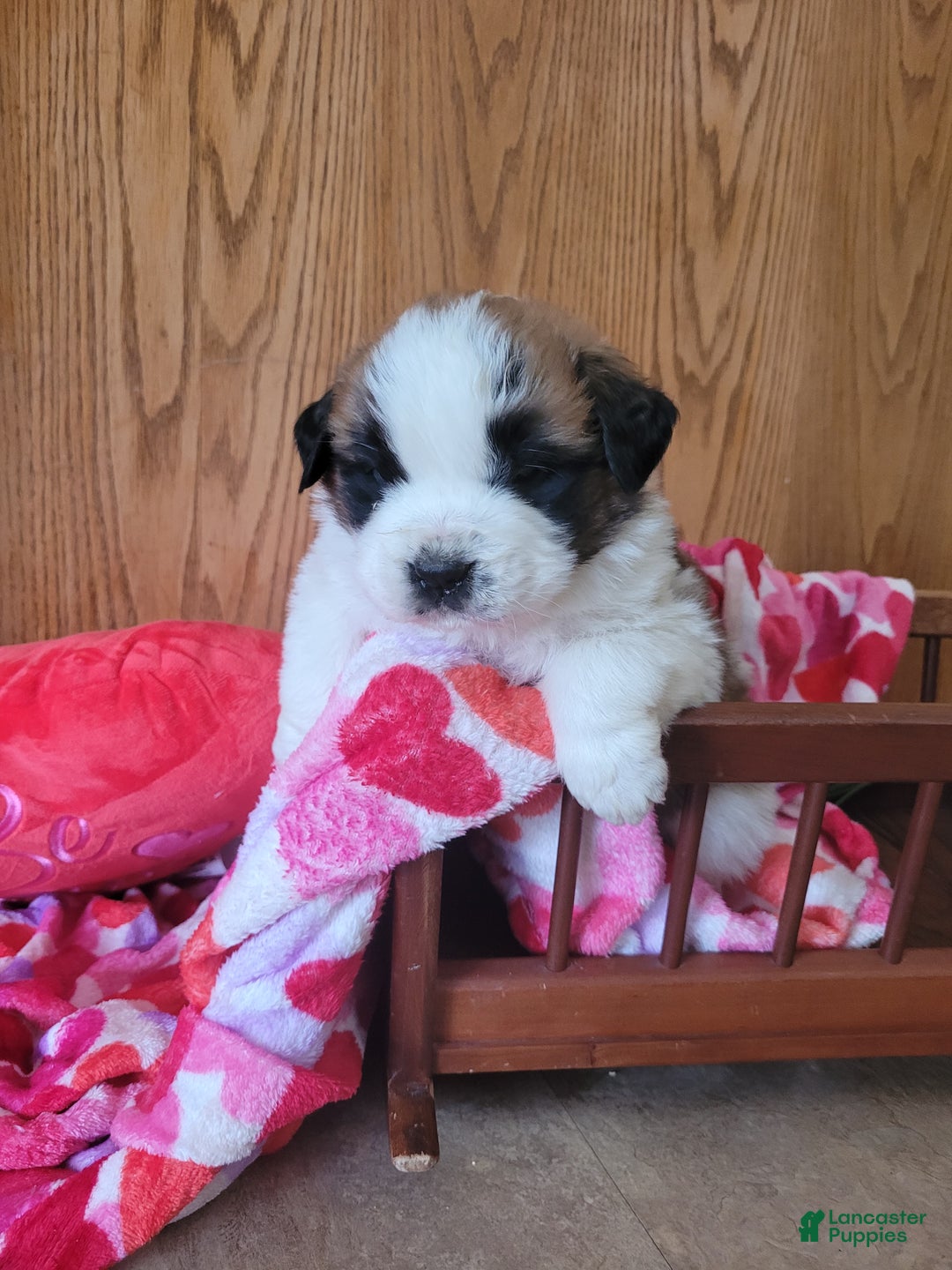 Saint Bernard dogs for sale: Beau - Ad 1