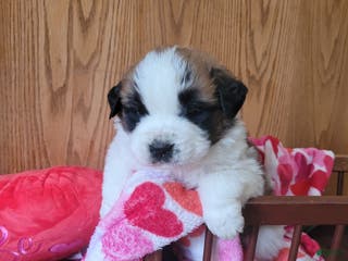 Saint Bernard dogs Beau - Ad 5