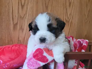 Saint Bernard dogs Beau - Ad 7