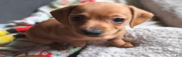 Miniature Dachshund dogs for sale: Beauty  - Ad 1