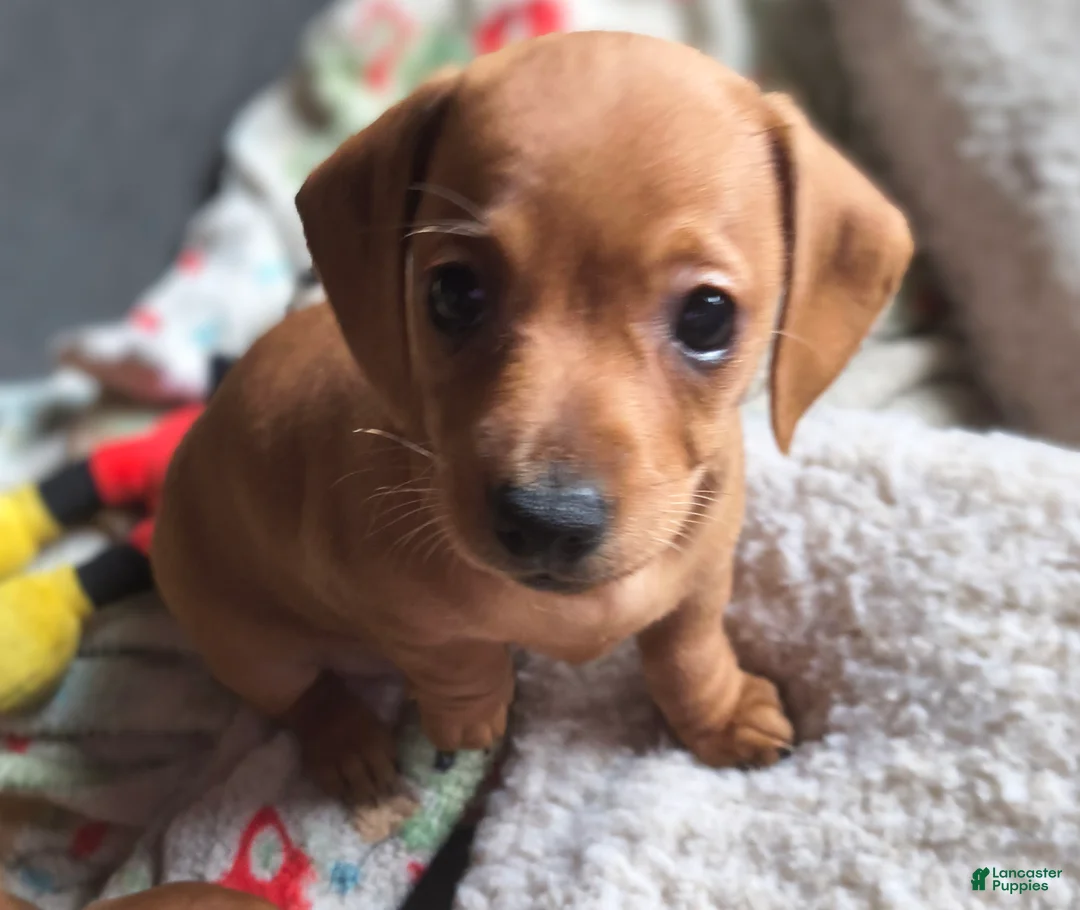Miniature Dachshund dogs for sale: Beauty  - Ad 1