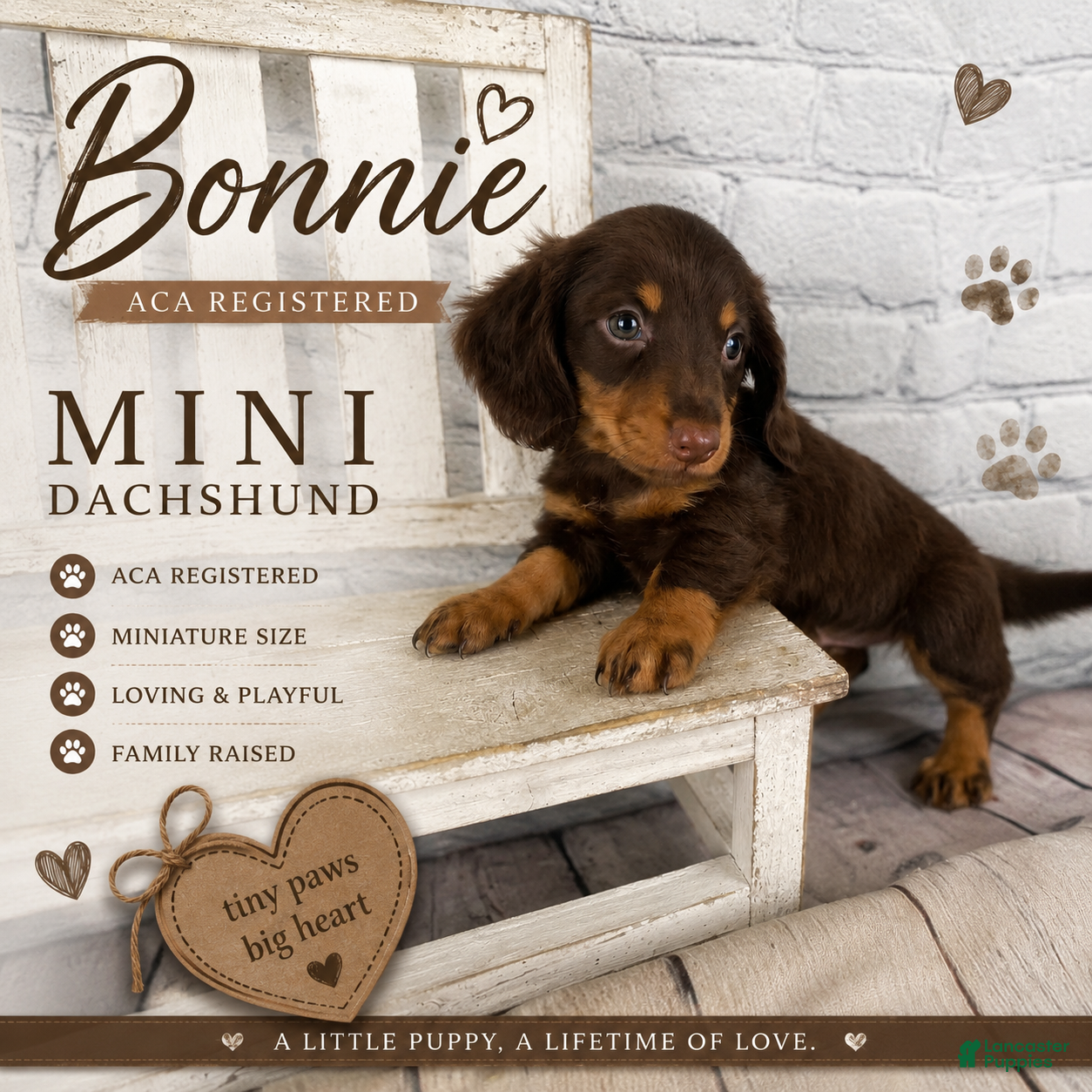 Miniature Dachshund dogs Bonnie - Ad 1
