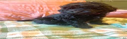 Mixed Breed dogs for sale: Pink - Ad 2