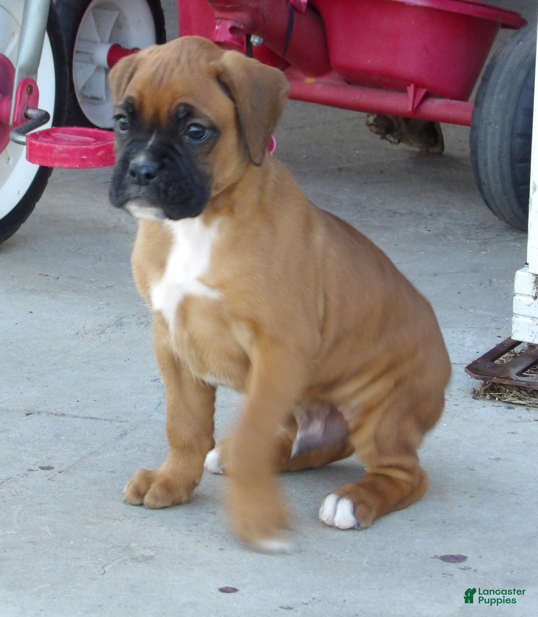 Boy Boxer Puppies for sale Lancaster Puppies