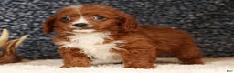 Cavapoo dogs for sale: Duane - Ad 8
