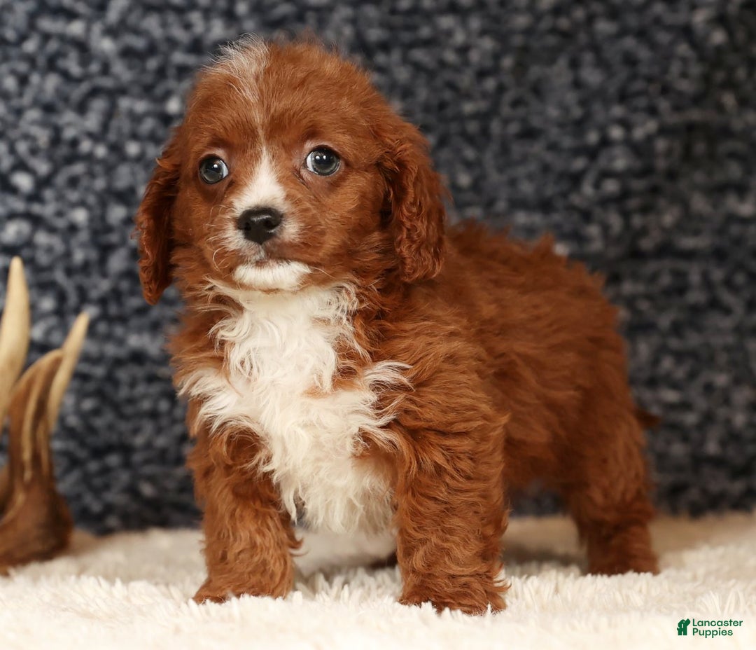 Cavapoo dogs for sale: Duane - Ad 8