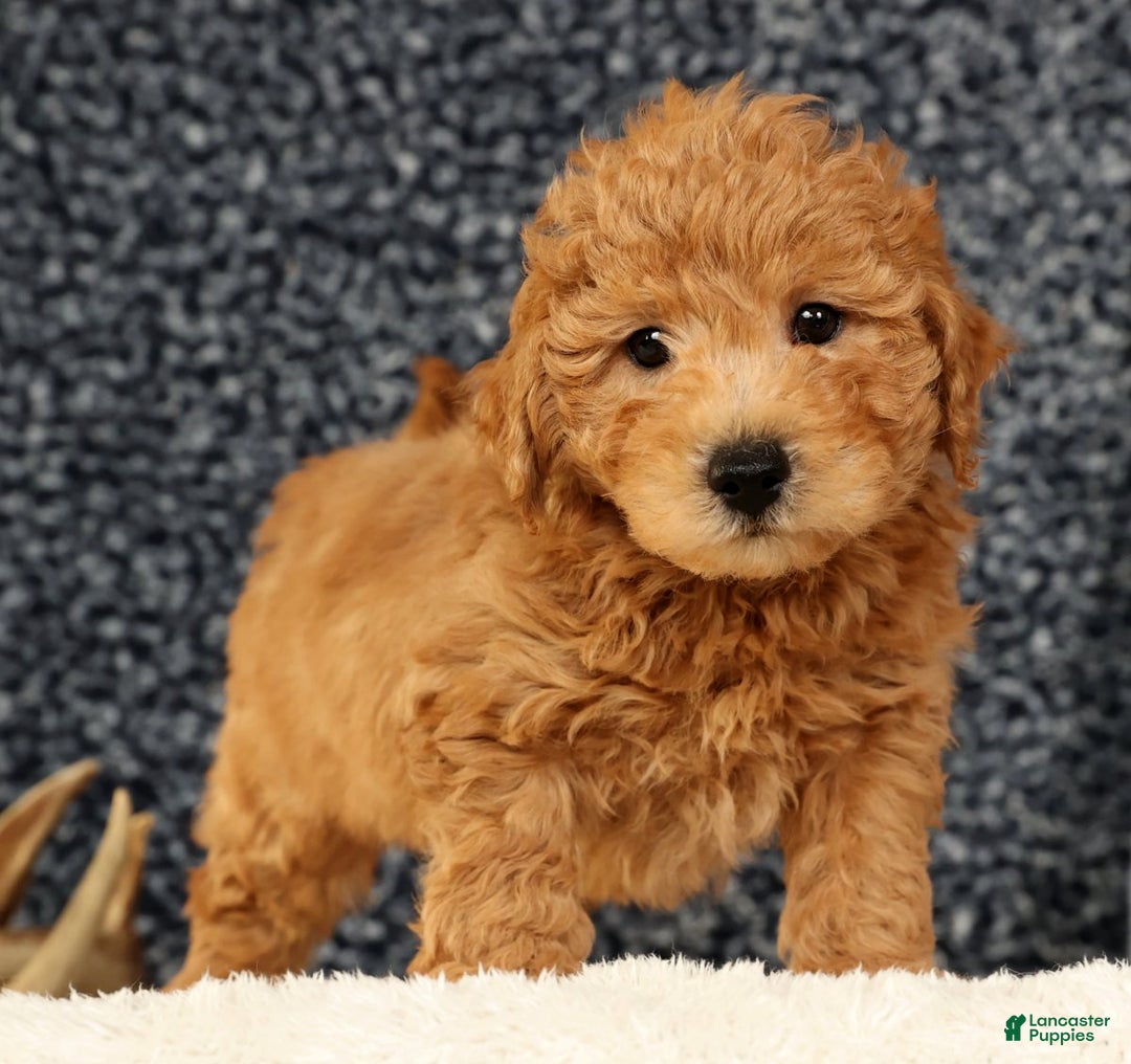 Bichpoo dogs for sale: Carson - Ad 8