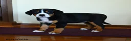 Greater Swiss Mountain Dog dogs for sale: Zaphne - Ad 3