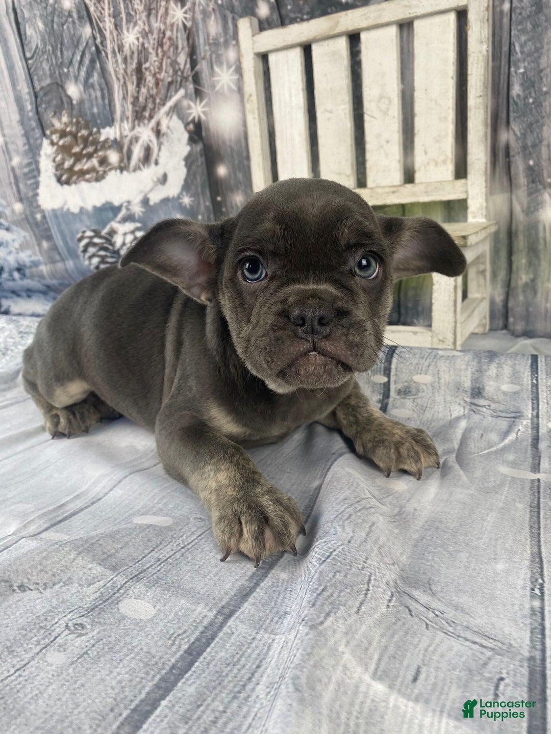 Mixed Breed dogs for sale: Billy - Ad 8