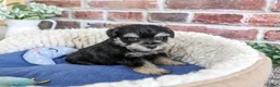 Miniature Schnauzer dogs for sale: Julius - Ad 9