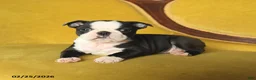 Boston Terrier dogs for sale: Sindy - Ad 5