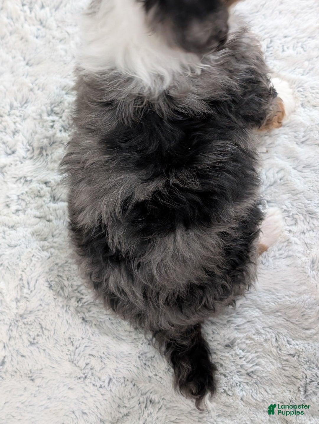 Mini Bernedoodle dogs for sale: Mini Dusty  - Ad 13