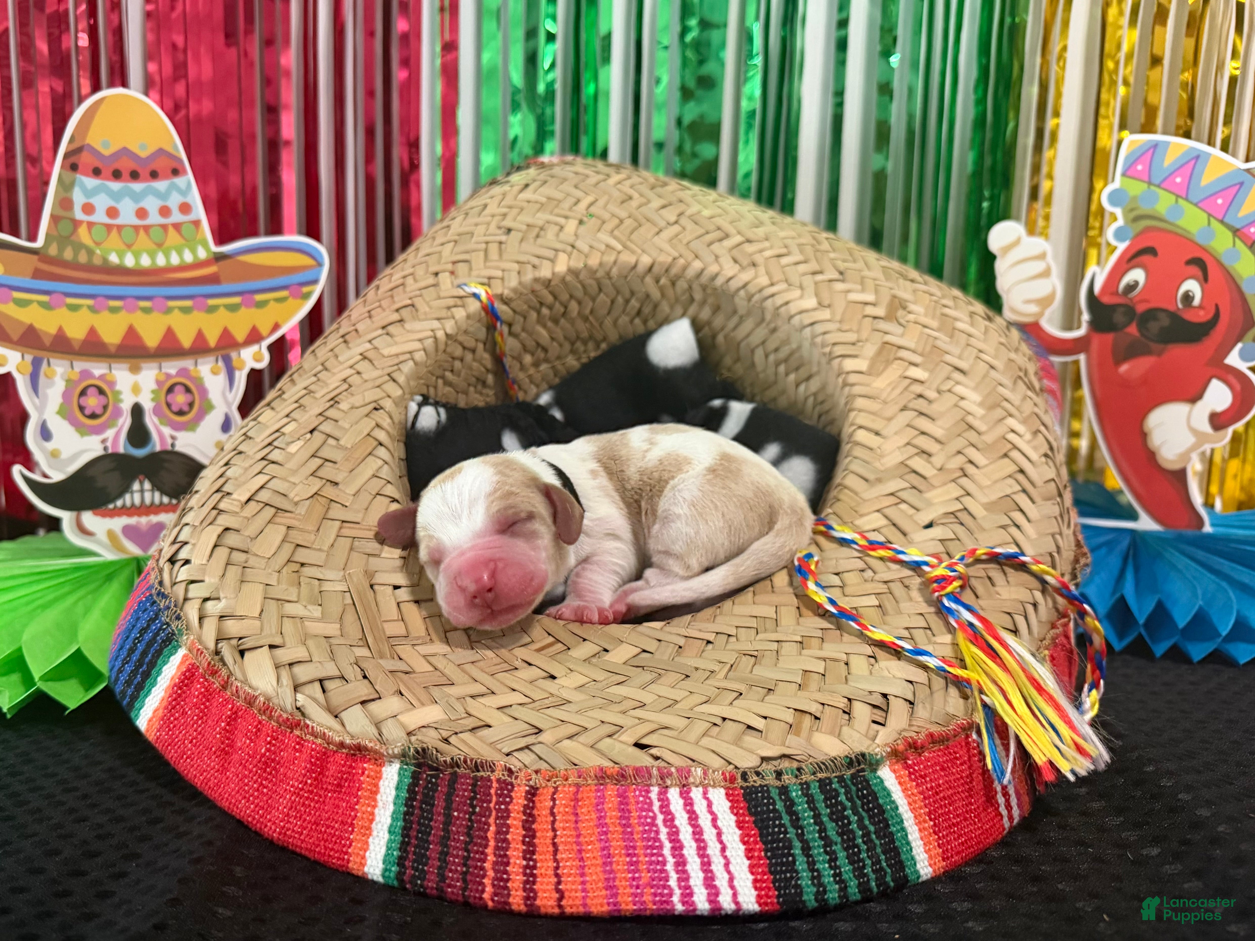 Basset Hound dogs Diego - Ad 3