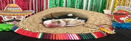 Basset Hound dogs for sale: Diego - Ad 1
