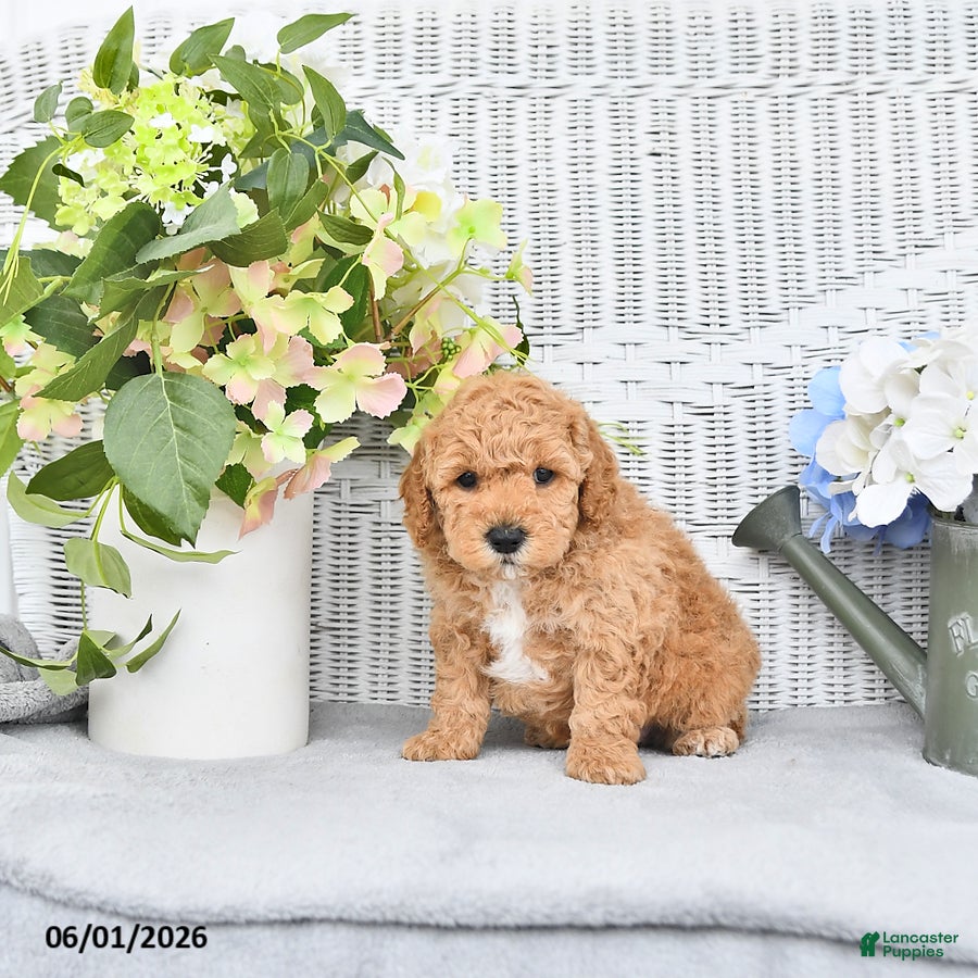Mini Aussiedoodle dogs for sale: Teddy - Ad 4