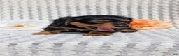 Miniature Dachshund dogs for sale: Roxy - Ad 3