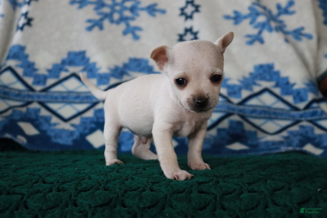 Mixed Breed dogs for sale: Dean - Ad 5