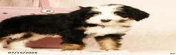 Bernedoodle dogs for sale: Poppy - Ad 8