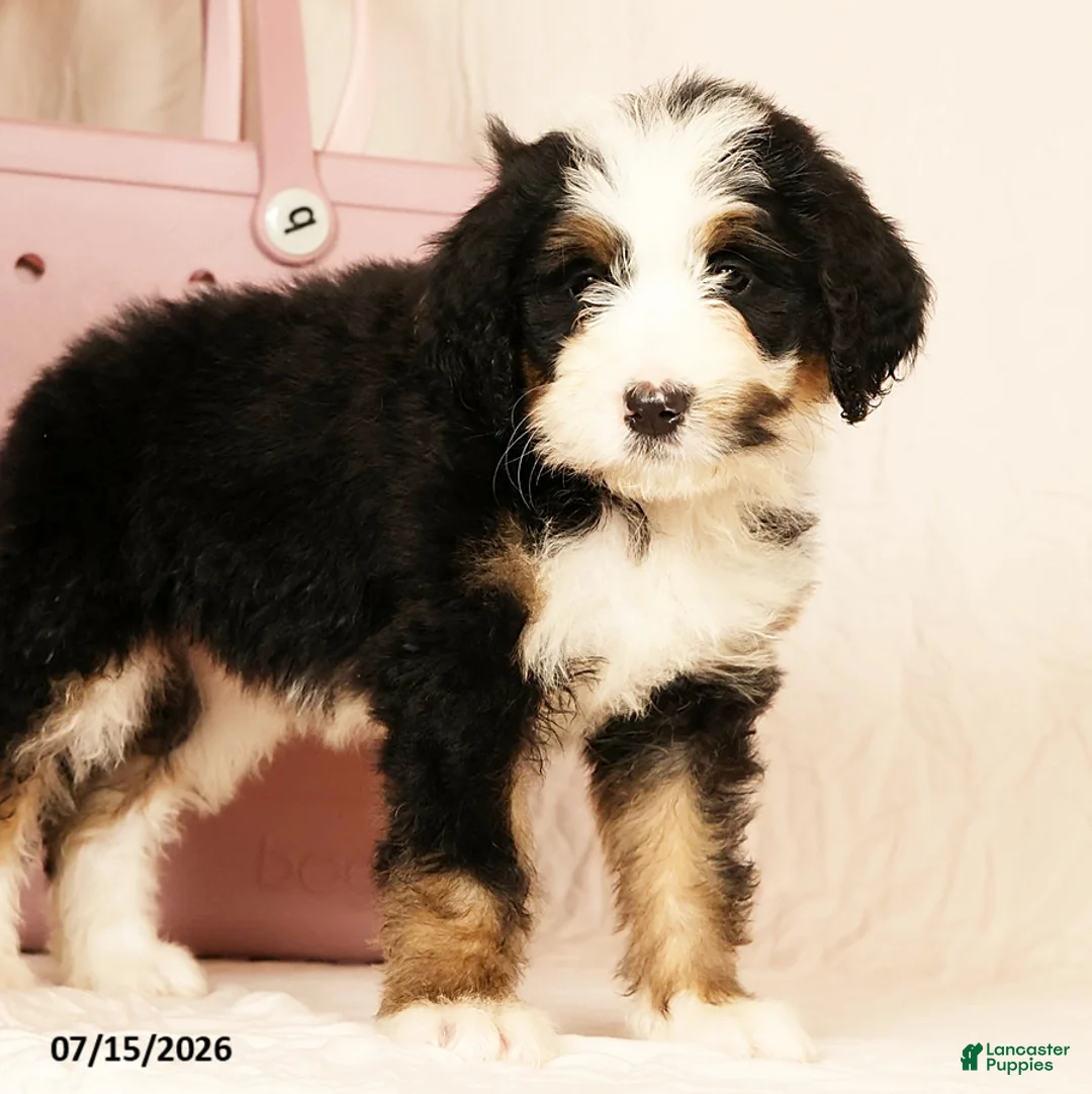 Bernedoodle dogs for sale: Poppy - Ad 8