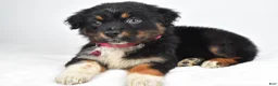 Australian Shepherd dogs for sale: Eclipse  - Ad 8