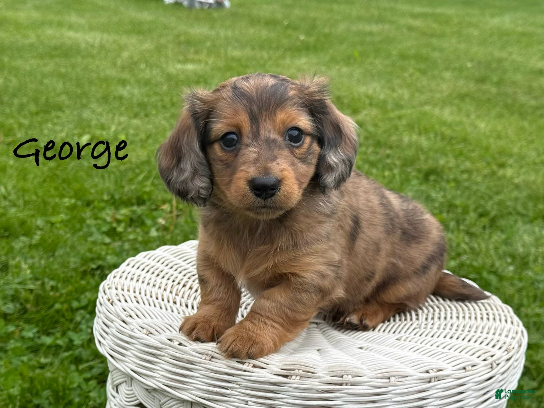 Miniature Dachshund dogs for sale: George - Ad 3