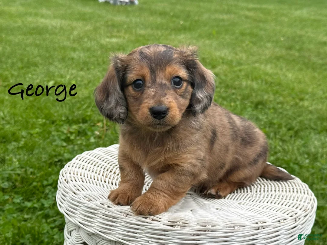 Miniature Dachshund dogs for sale: George - Ad 1