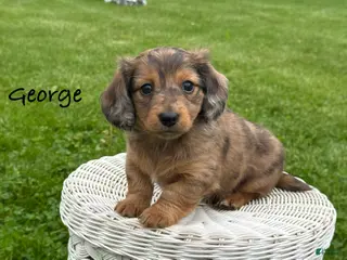 Miniature Dachshund dogs for sale: George - Ad 3