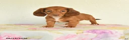 Miniature Dachshund dogs for sale: Lacy - Ad 1