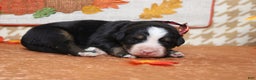Bernese Mountain Dog dogs for sale: Rafiki  - Ad 6