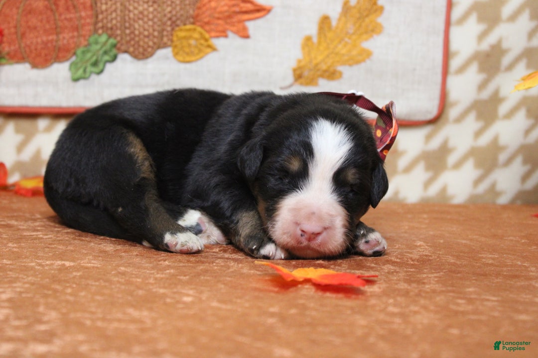 Bernese Mountain Dog dogs for sale: Rafiki  - Ad 6