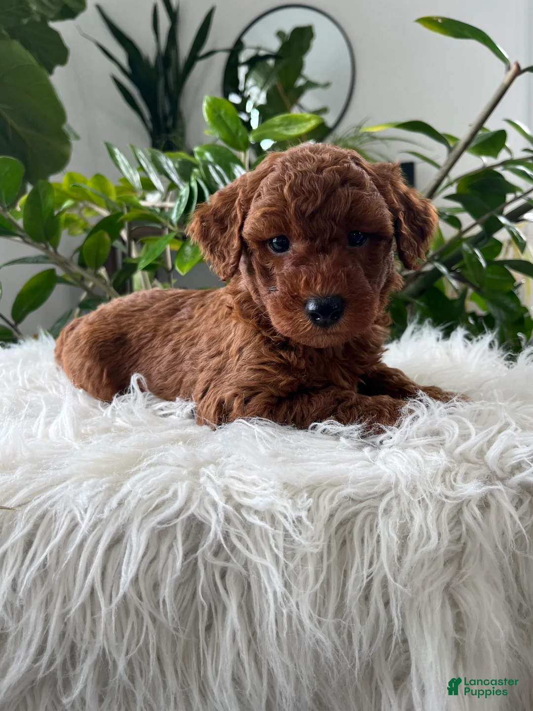 Mini Goldendoodle dogs for sale: Winston  - Ad 3