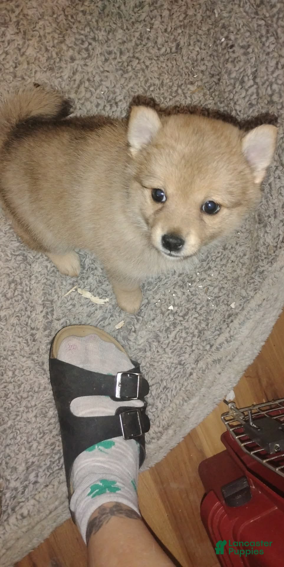 Mixed Breed dogs Pom-shi Puppy 1 - Ad 23