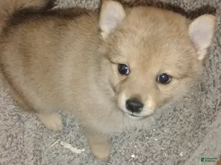 Mixed Breed dogs Pom-shi Puppy 1 - Ad 23