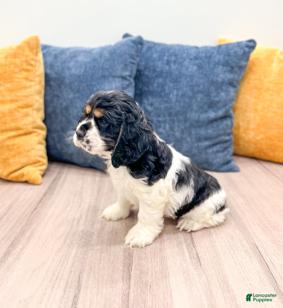 Cocker Spaniel dogs for sale: Jarvis - Ad 3