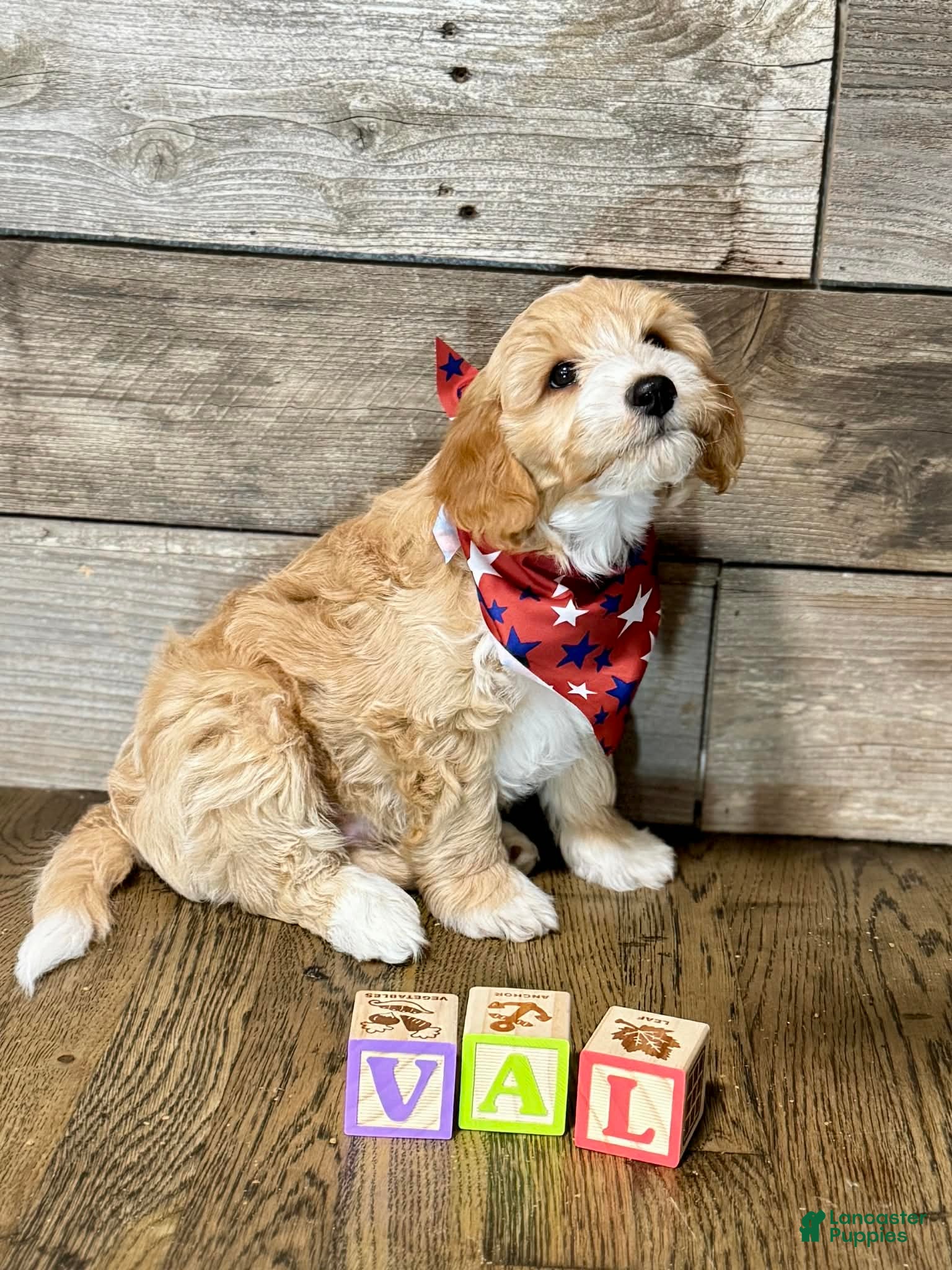 Mini Aussiedoodle dogs Mini Aussiedoodle 6 Val - Ad 6