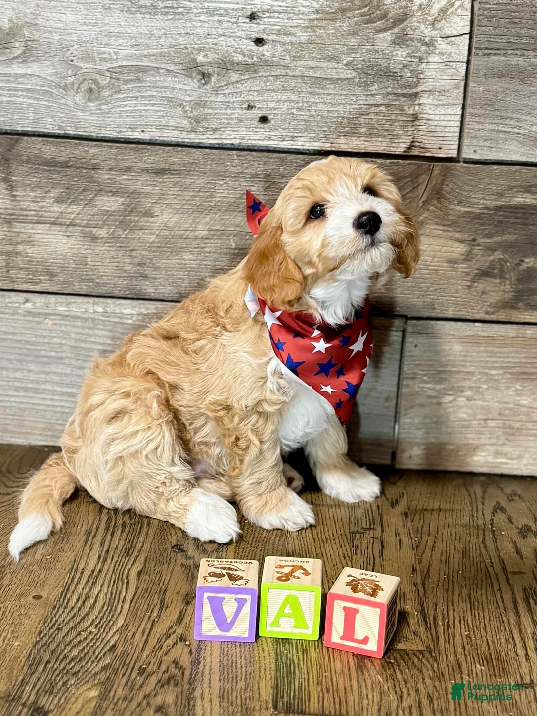 Mini Aussiedoodle dogs for sale: Mini Aussiedoodle 6 Val - Ad 1