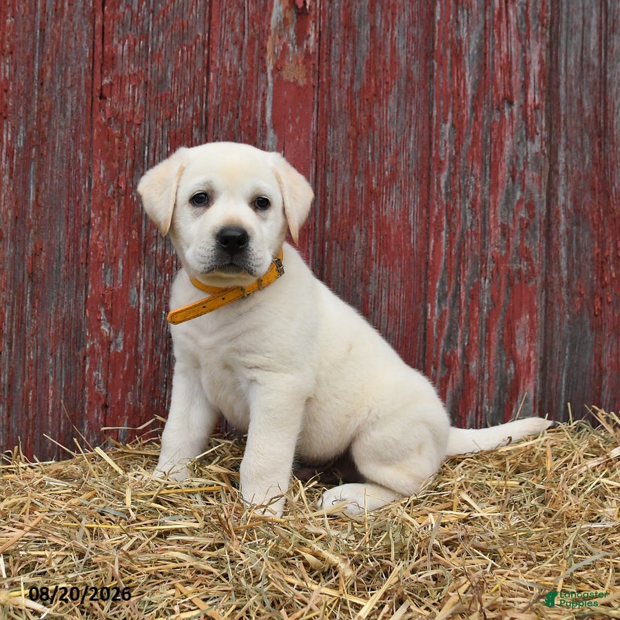 Labrador Retriever dogs Rover - Ad 2
