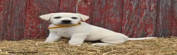 Labrador Retriever dogs for sale: Rover - Ad 2