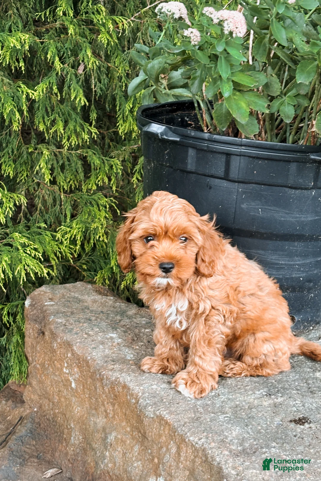 Cavapoo dogs for sale: Dover  - Ad 4