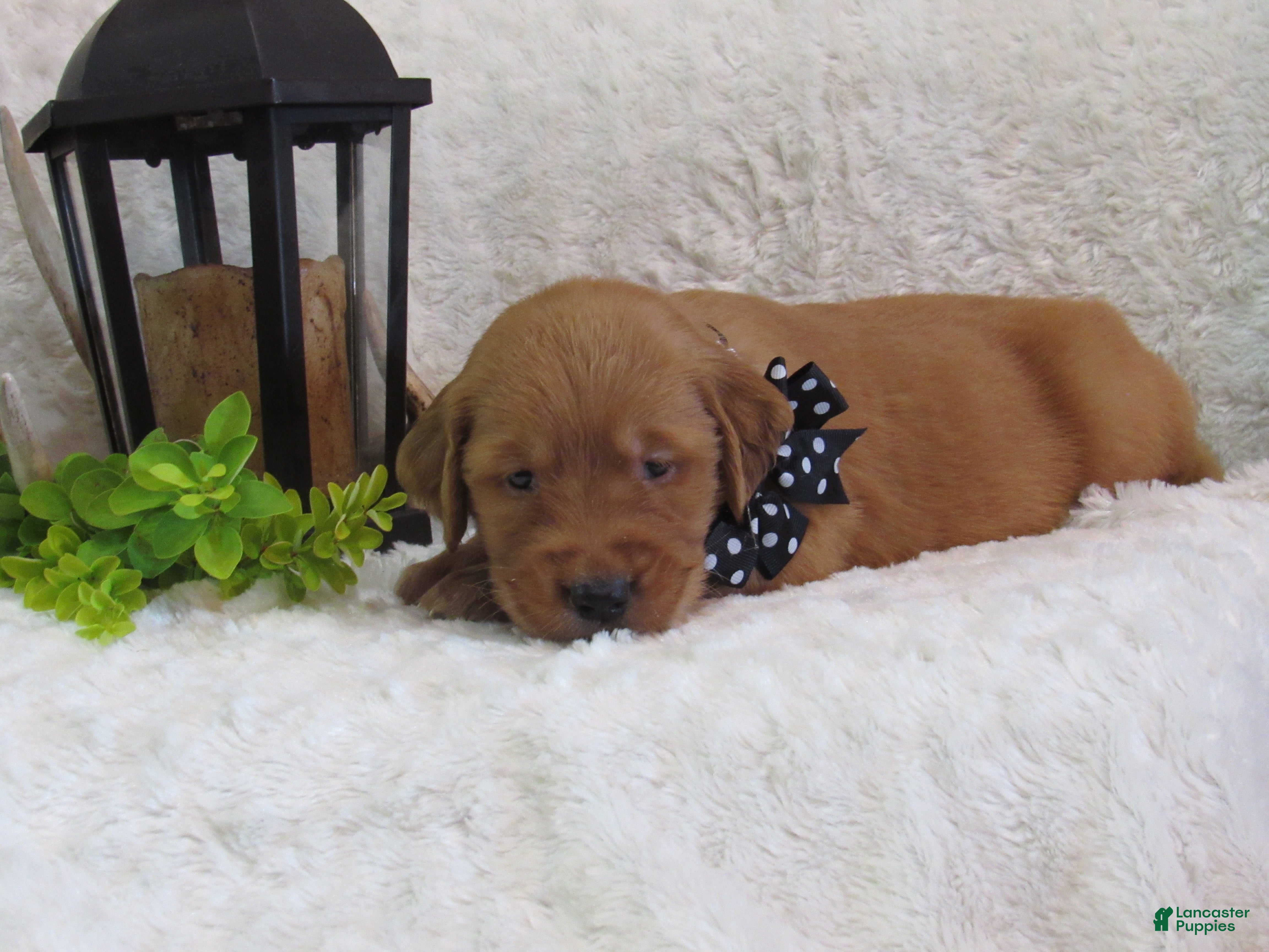 Golden Retriever dogs Lance - Ad 2