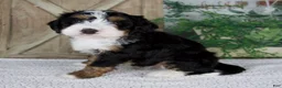 Mini Bernedoodle dogs for sale: Tyler - Ad 5