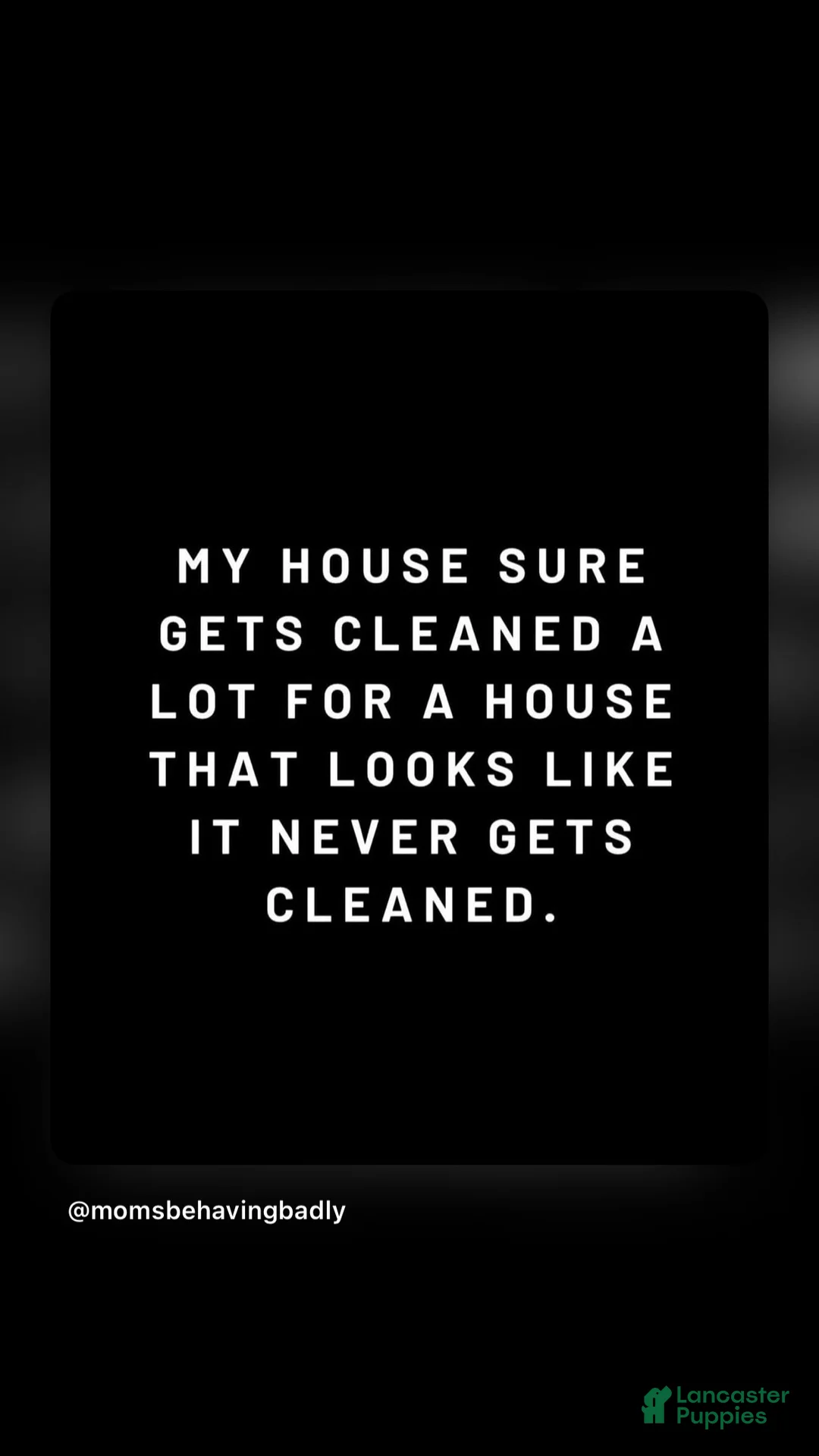 Australian Cattle Dog dogs for sale: Olivia - Ad 5