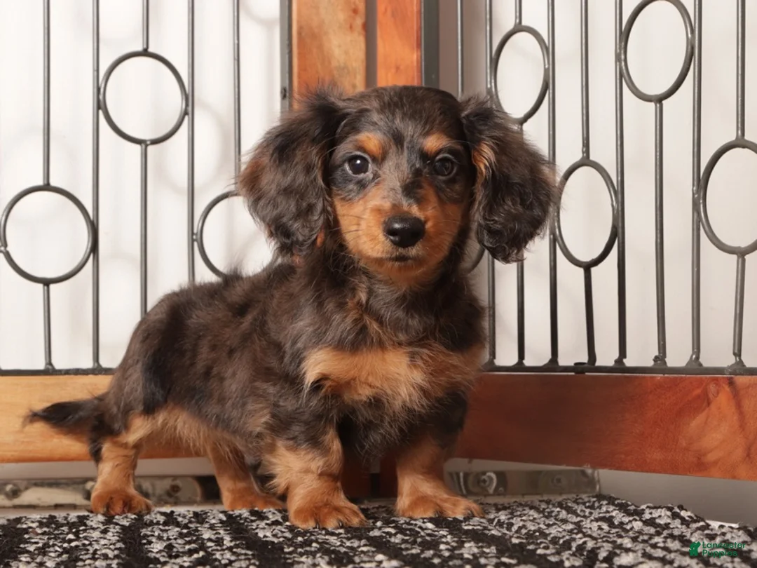 Miniature Dachshund dogs for sale: Rocco - Ad 1