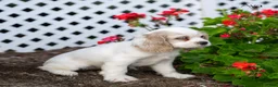 Cocker Spaniel dogs for sale: Ava - Ad 4