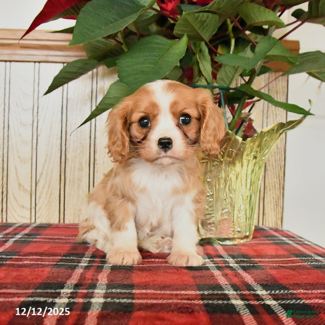 Cavalier King Charles Spaniel dogs for sale: Lilly - Ad 1