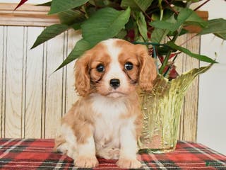 Cavalier King Charles Spaniel dogs Lilly - Ad 27