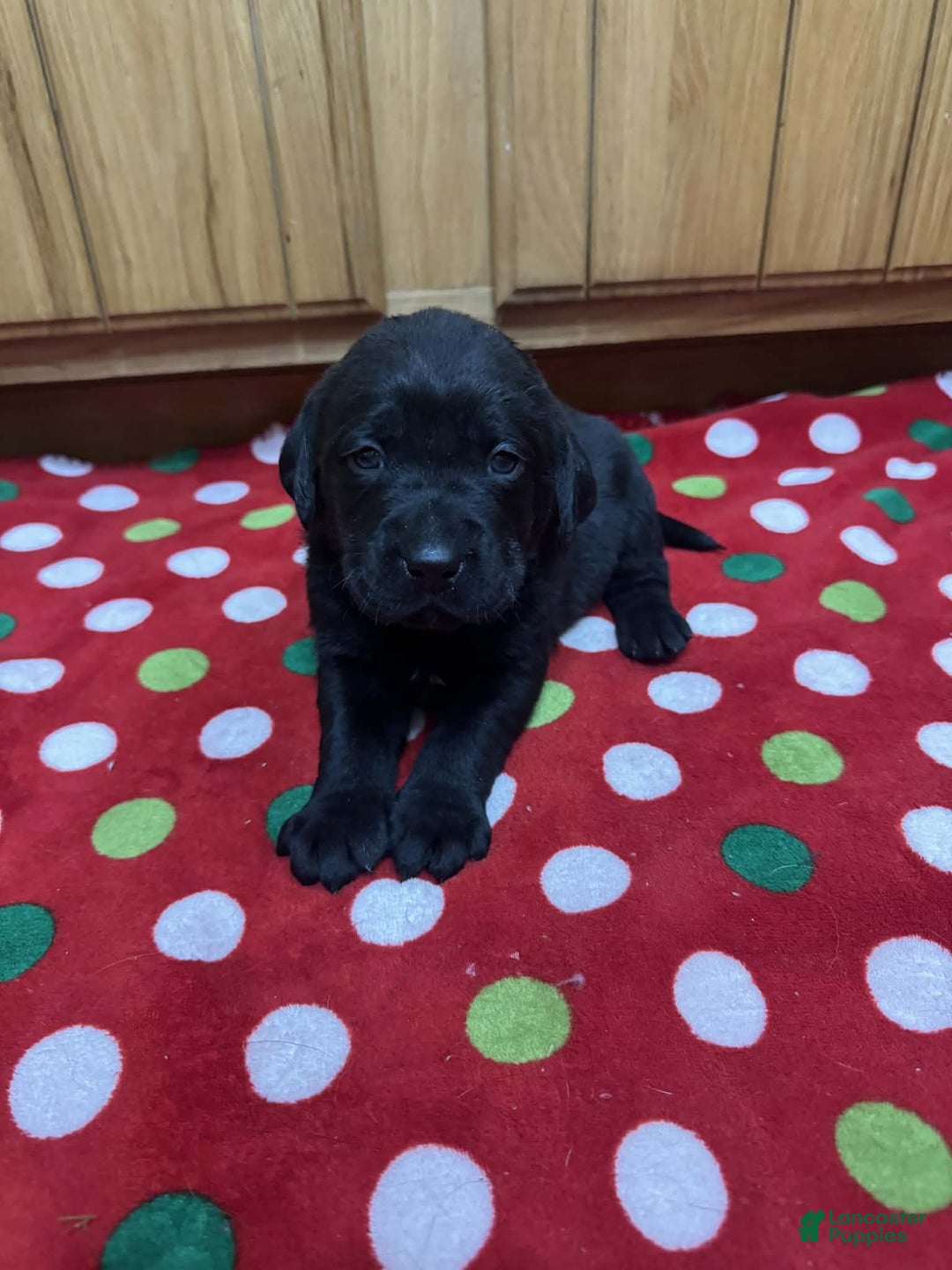 Labrador Retriever dogs for sale: Forest - Ad 5